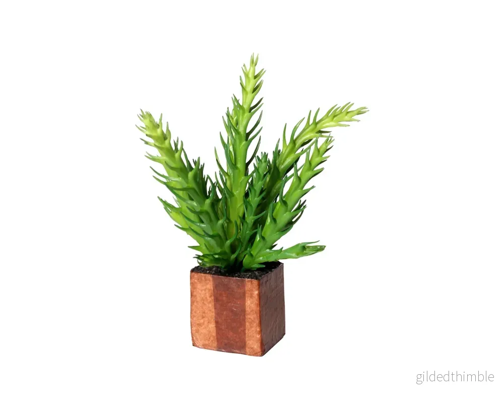 Kub Euphorbia Cactus Kub Euphorbia Cactus