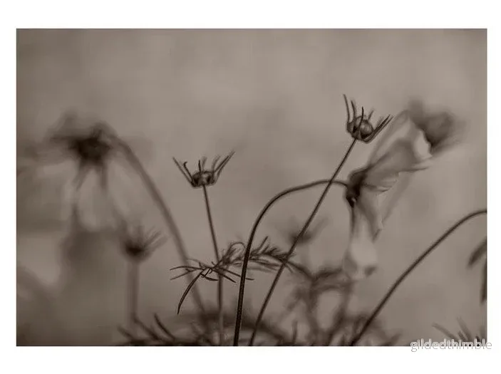 Poster ’Cosmos Garden’ – art print 50x70cm Poster ’Cosmos Garden’ – art print 50x70cm