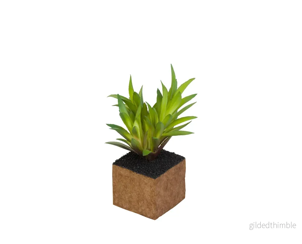 Kub Carex Planta Kub Carex Planta